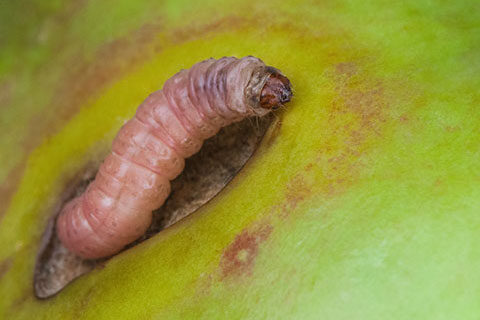 Read more about the article Acquisition and Partner Targets for a Biopesticides Company