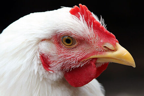 Read more about the article Animal Feed Enzymes and Acidifiers