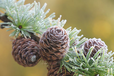 Read more about the article Arabinogalactan and Other Prebiotics