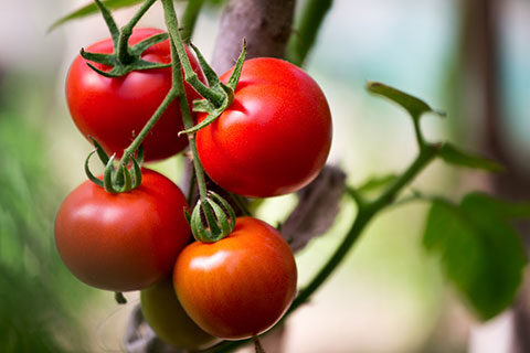 CPL Business Consultants has over 35 years experience in crop protection markets including biopesticides, bioinsecticides, biostimulants and biofertilisers.