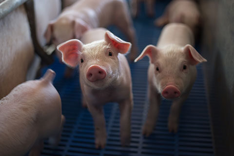 Read more about the article Botanicals, Probiotics and Prebiotics in Animal Feed