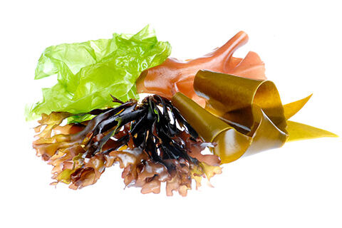 Read more about the article Commercial Algal Products