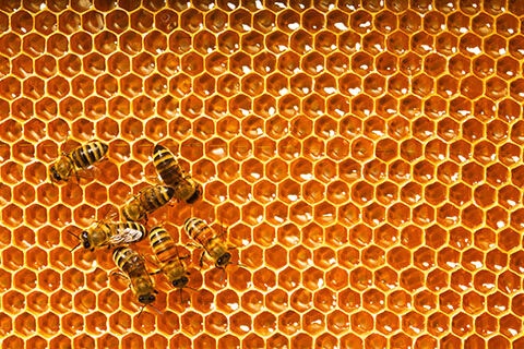 Read more about the article European Honey Ingredient Market