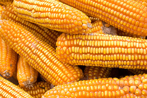Read more about the article Maize Sugar Cane (Earless Corn)