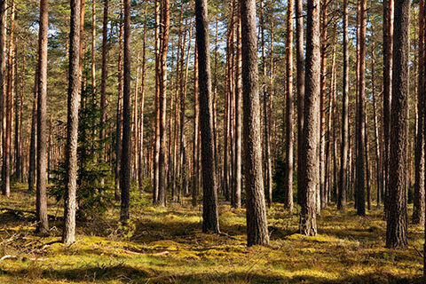 Read more about the article Cellulose Powder Market Opportunities