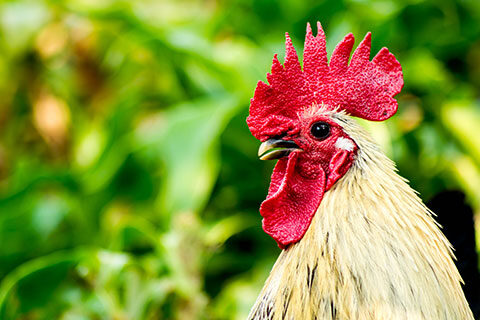 Read more about the article Phytase in Animal Feed