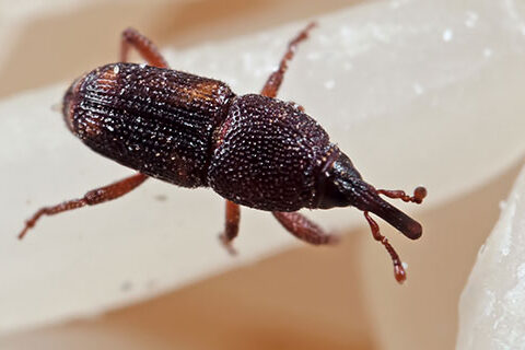 Read more about the article Post-harvest Insect Control