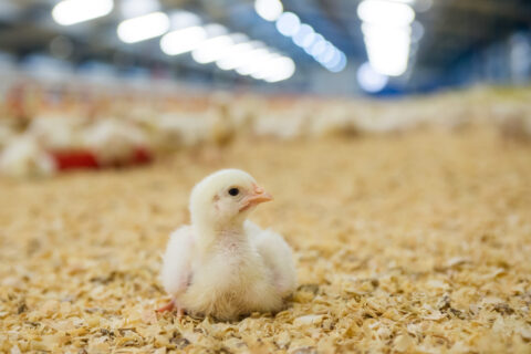 Read more about the article Agricultural Genetics Pricing Model