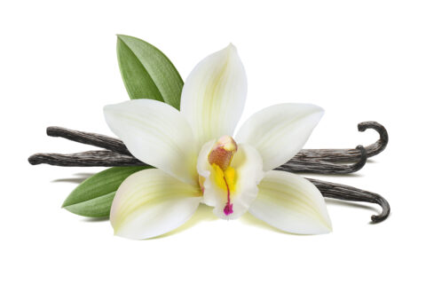 Read more about the article Natural and Sustainable Vanillin Market Potential