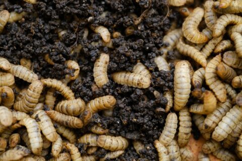 Read more about the article Insect Frass Fertilisers