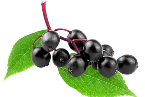 Read more about the article Plant Extract Ingredients Due Diligence