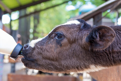 Read more about the article Strategic Market Review for Supplementary Animal Feeds